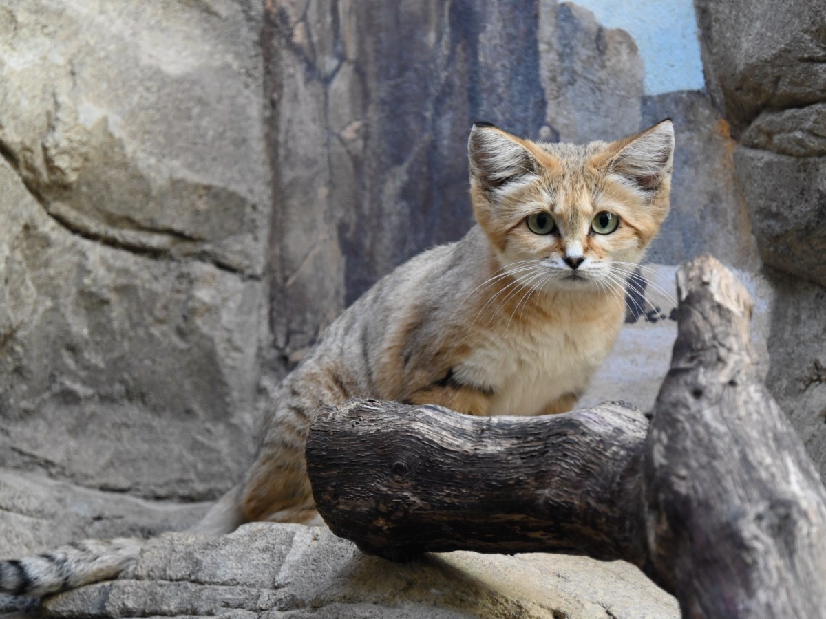 Sandkatzen im Zoo Berlin: Süßer Nachwuchs mit traurigem Schicksal