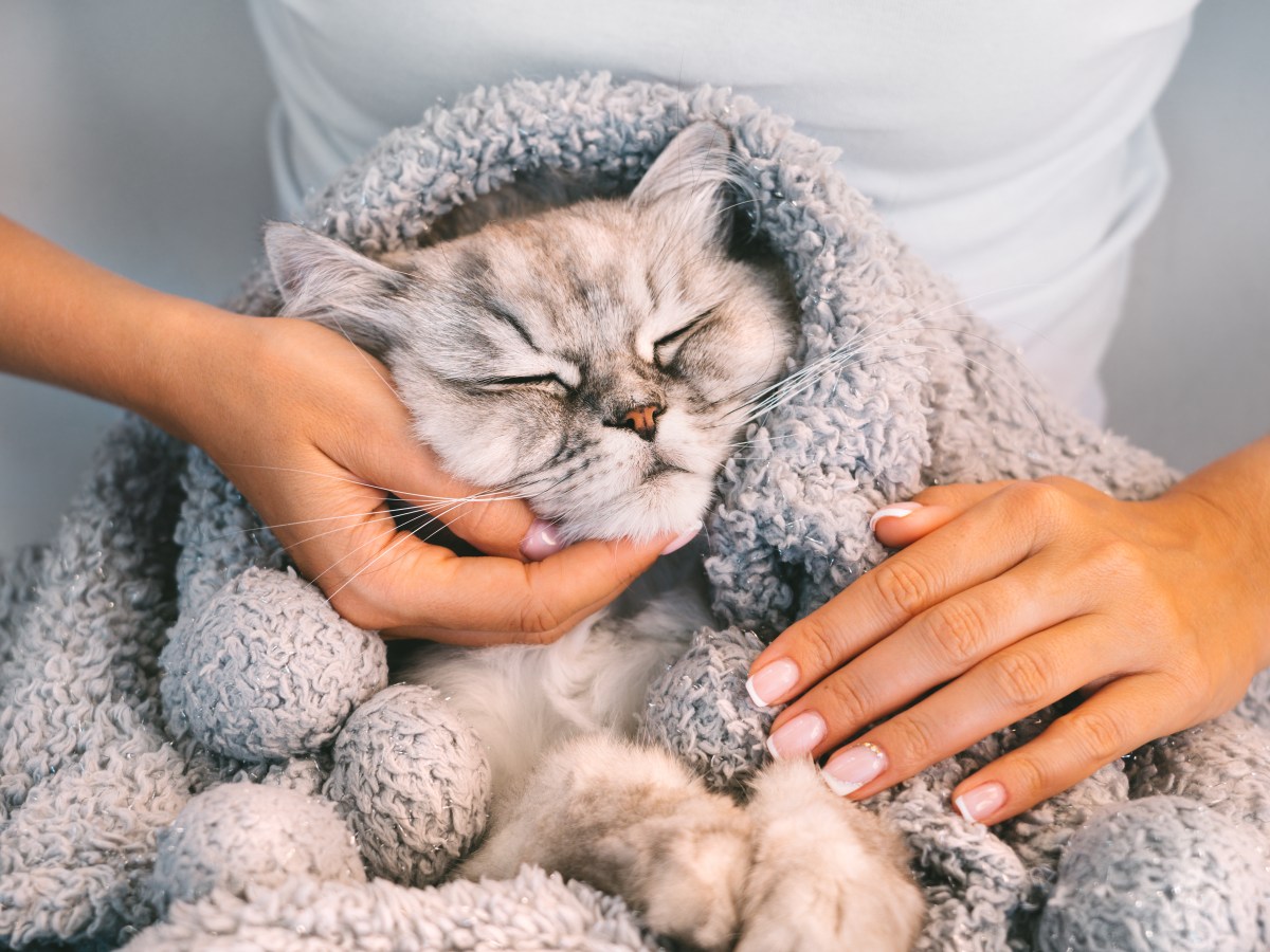 Selbstwärmende Katzendecke: 3 heiße Angebote – jetzt zuschlagen