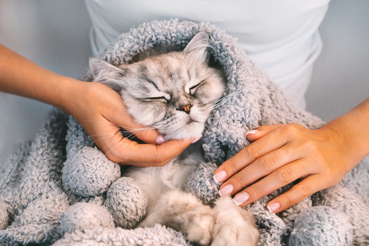 Katze ist dick eingepackt in einer selbstwärmenden Decke