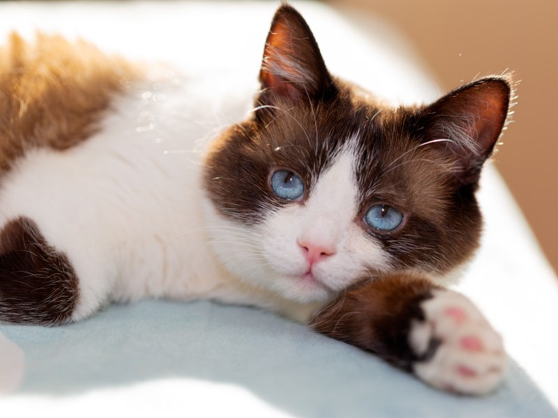 Snowshoe Katze liegt auf der Seite