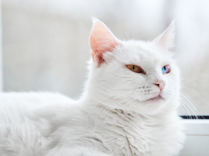 Türkisch Angora liegt auf einer Fensterbank