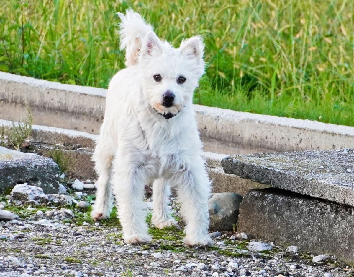 Westiepoo