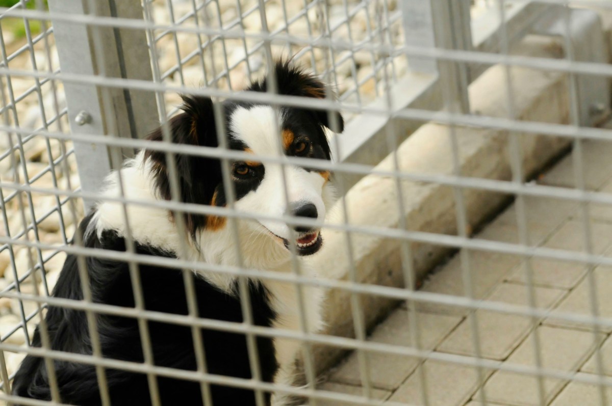 Zwingerhaltung beid er Tierschutz-Hundeverordnung