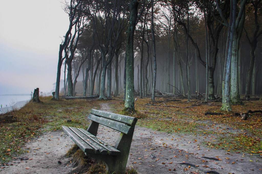 Gespensterwald in Nienhagen: Die Geschichte hinter dem Geisterwald.