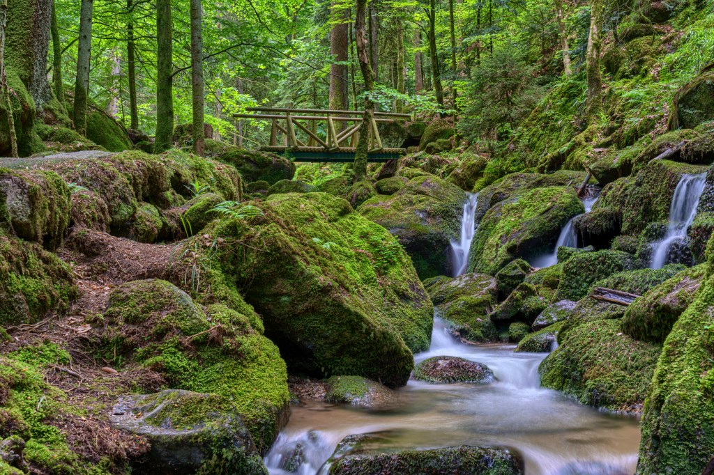 Moosbedeckten Böden und mystische Lichtungen, in Schwarzwald fühlst du dich fast wie im verbotenen Wald.