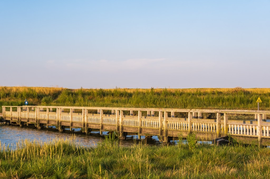 Der Weg liegt zwischen Salzwiesen und Wattenmeer.