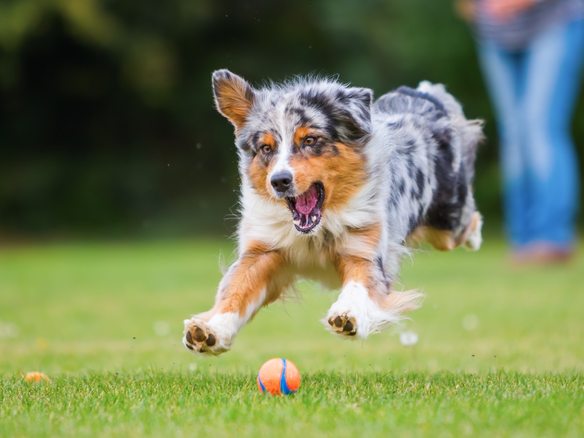 „Hilfe, mein Hund ist spielsüchtig!“: So kannst du ihn bremsen