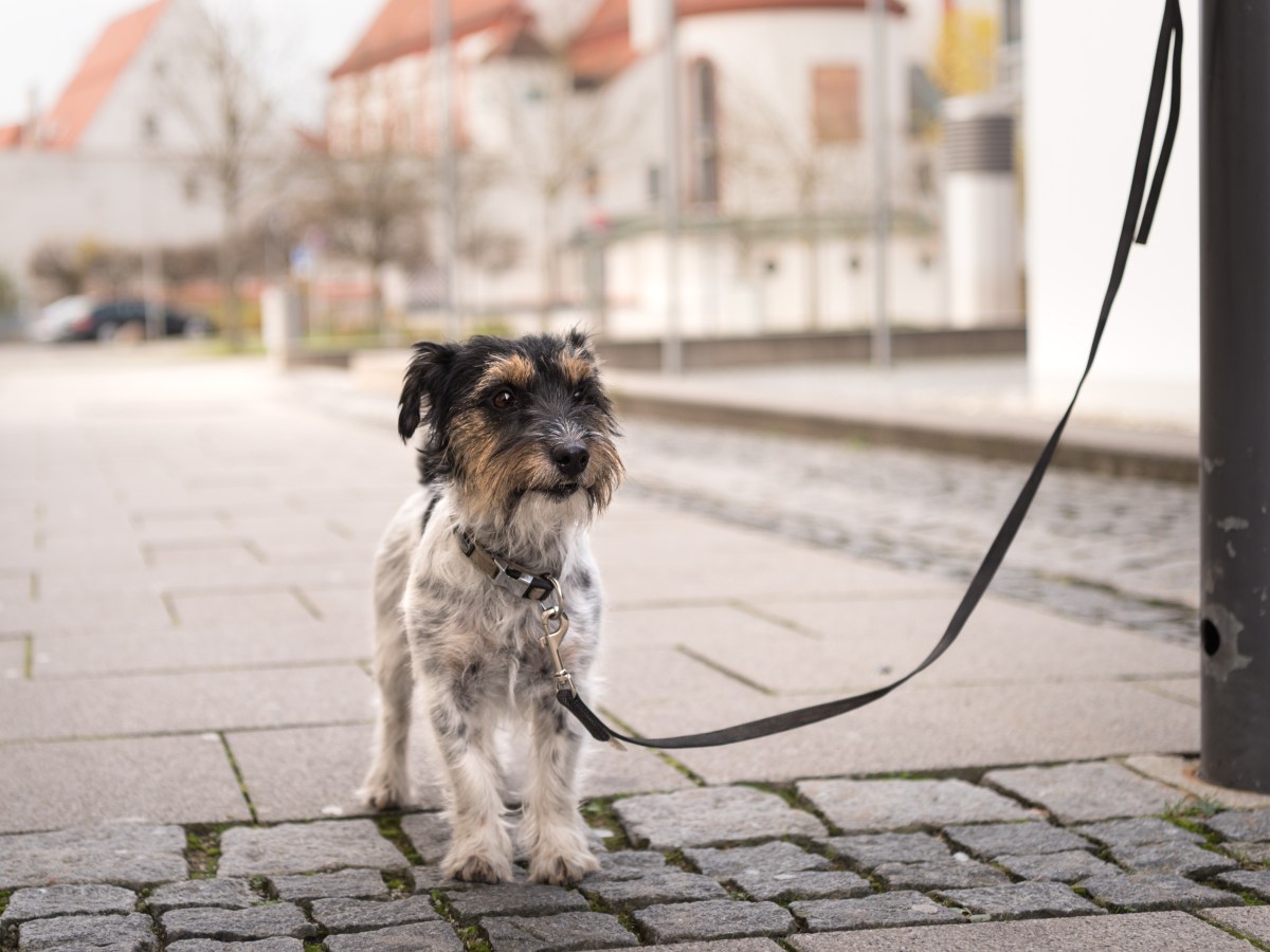 Unglaublich, aber wahr: So sehr müssen Tiere für Fake-Rettungsvideos auf Social Media leiden