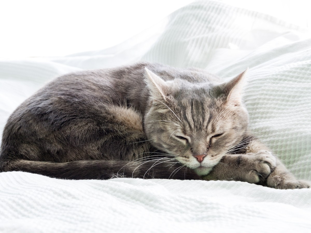 Täuscht deine Katze Schlaf vor? Mit diesem Trick findest du es raus