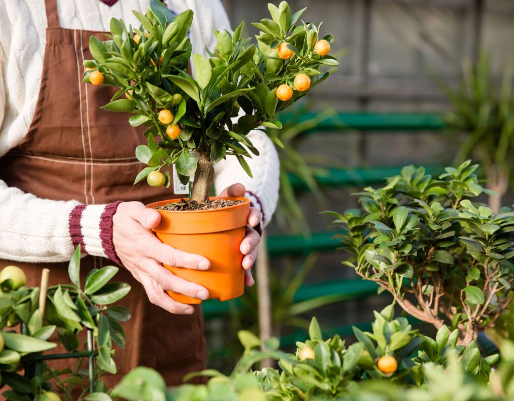 Eine Person hält einen Tangerine-Pflanzein der Hand.