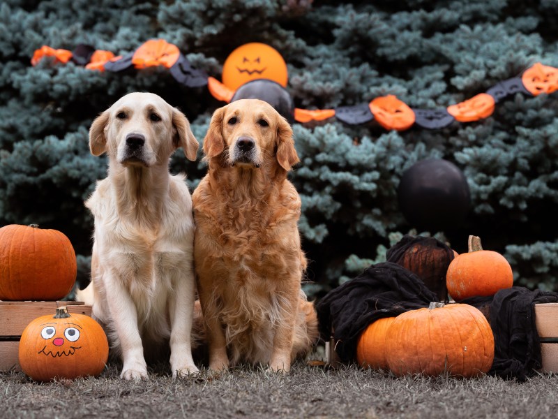 Halloween Hund