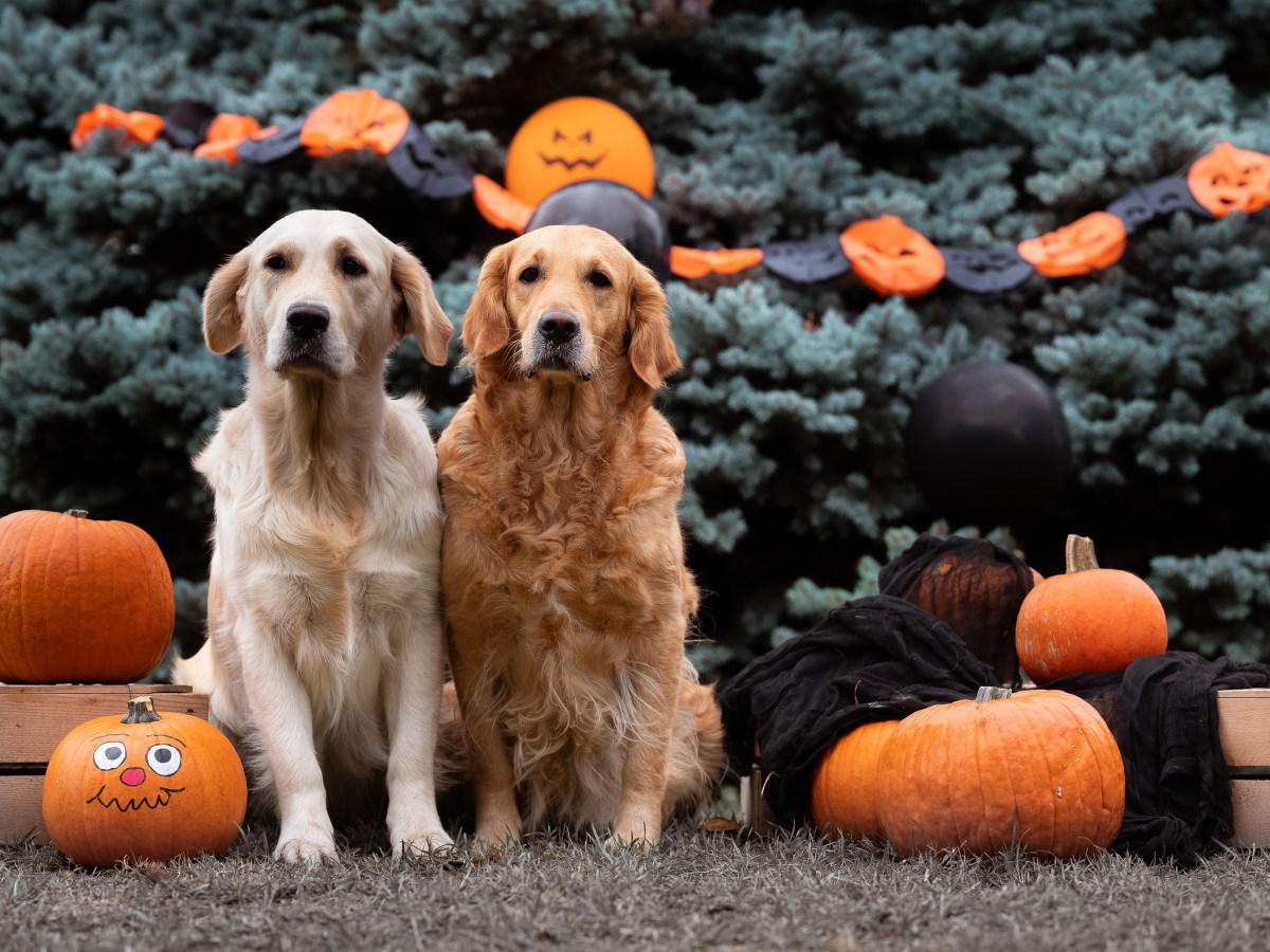 Halloween-Party mit Hund: 4 Tipps, mit denen es für Mensch & Hund entspannt wird