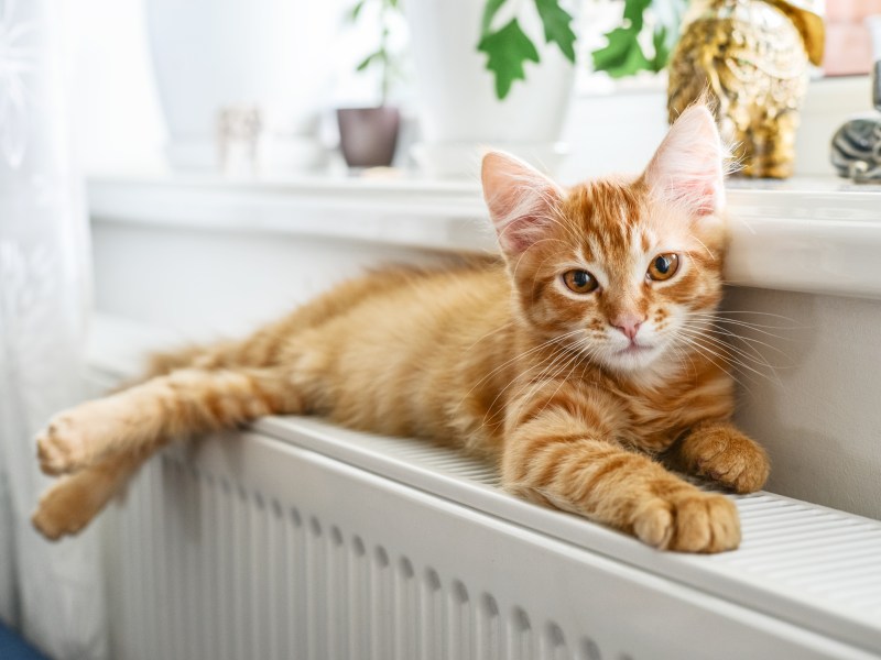 Rote Katze liegt auf einem Heizkörper