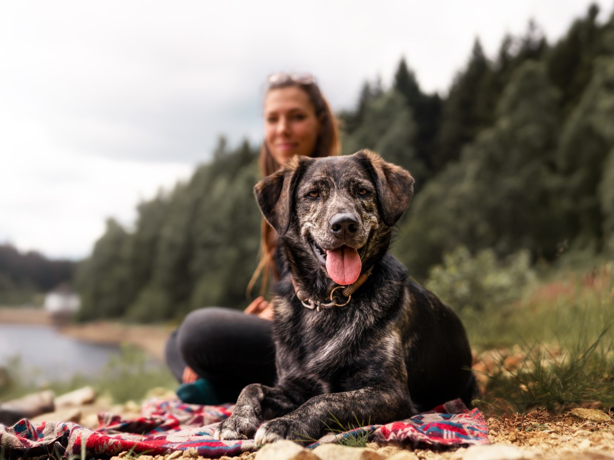 Anders als gedacht: So lange dauert ein Hundejahr wirklich laut Forschern