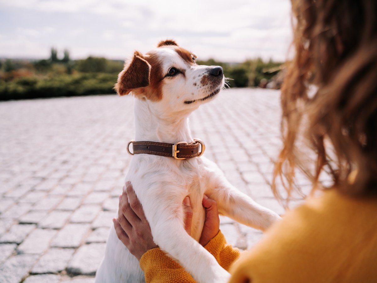 Können Hunde unsere Gedanken lesen? Studie überrascht mit Ergebnis