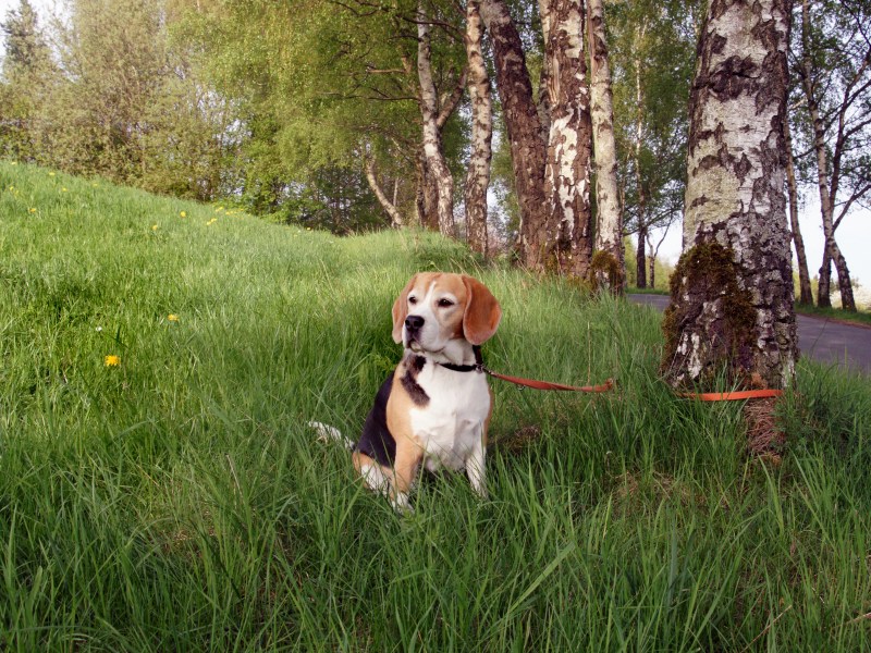 Hund ausgesetzt