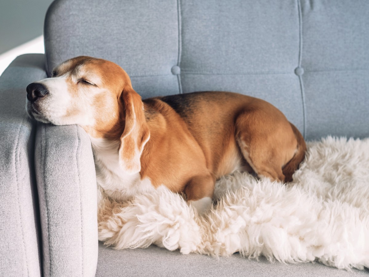 Martin Rütter weiß: Aus diesem süßen Grund legt sich dein Hund auf deinen Platz