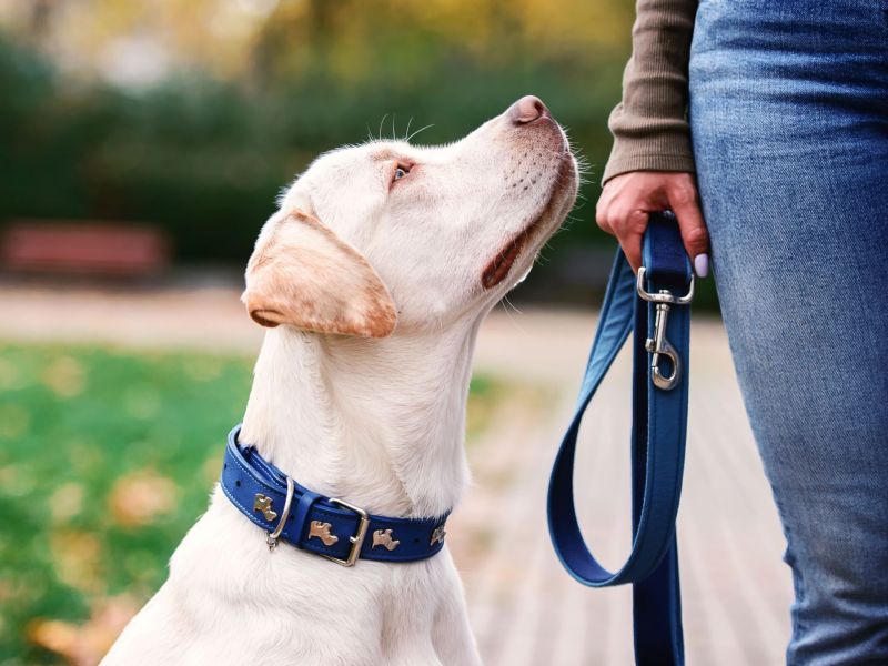 Hund mit Halsband