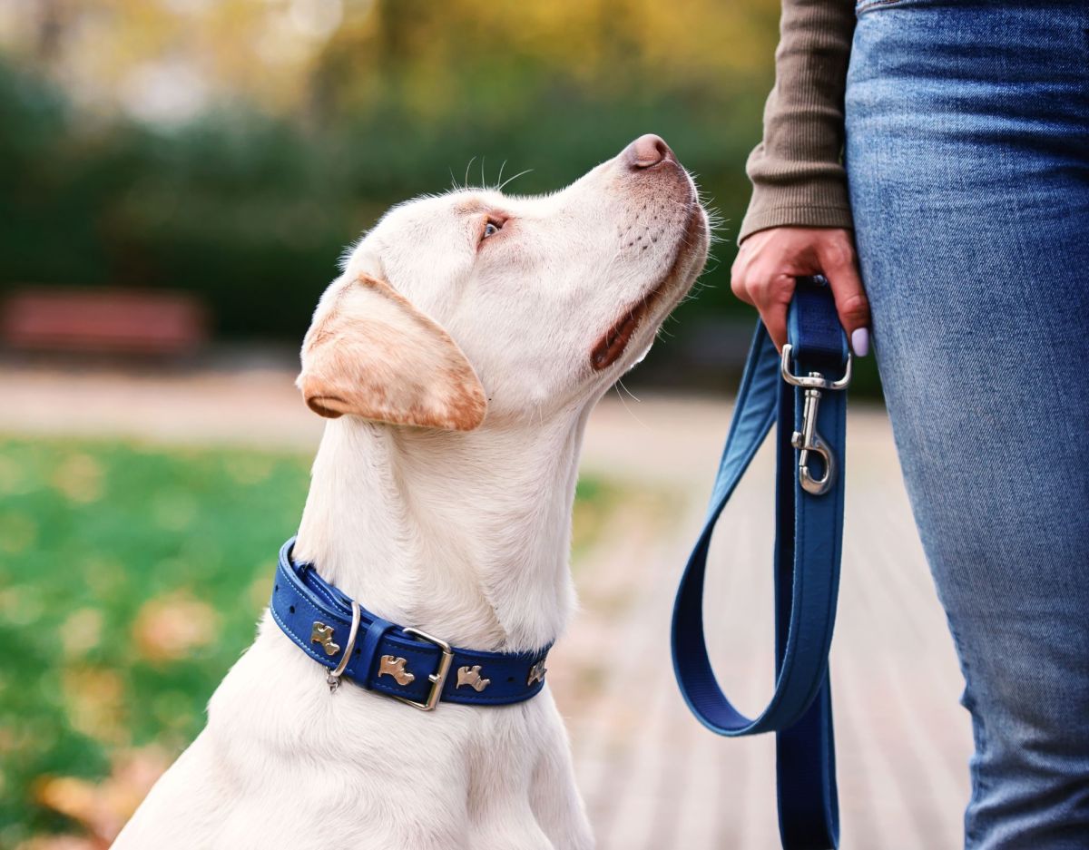 Hund mit Halsband