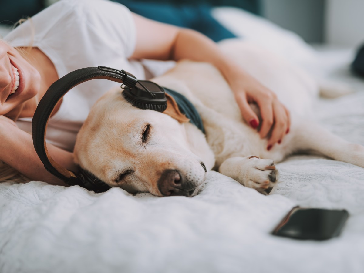 Entspannungsmusik für Hunde: So muss ein Song sein, damit sie zur Ruhe kommen