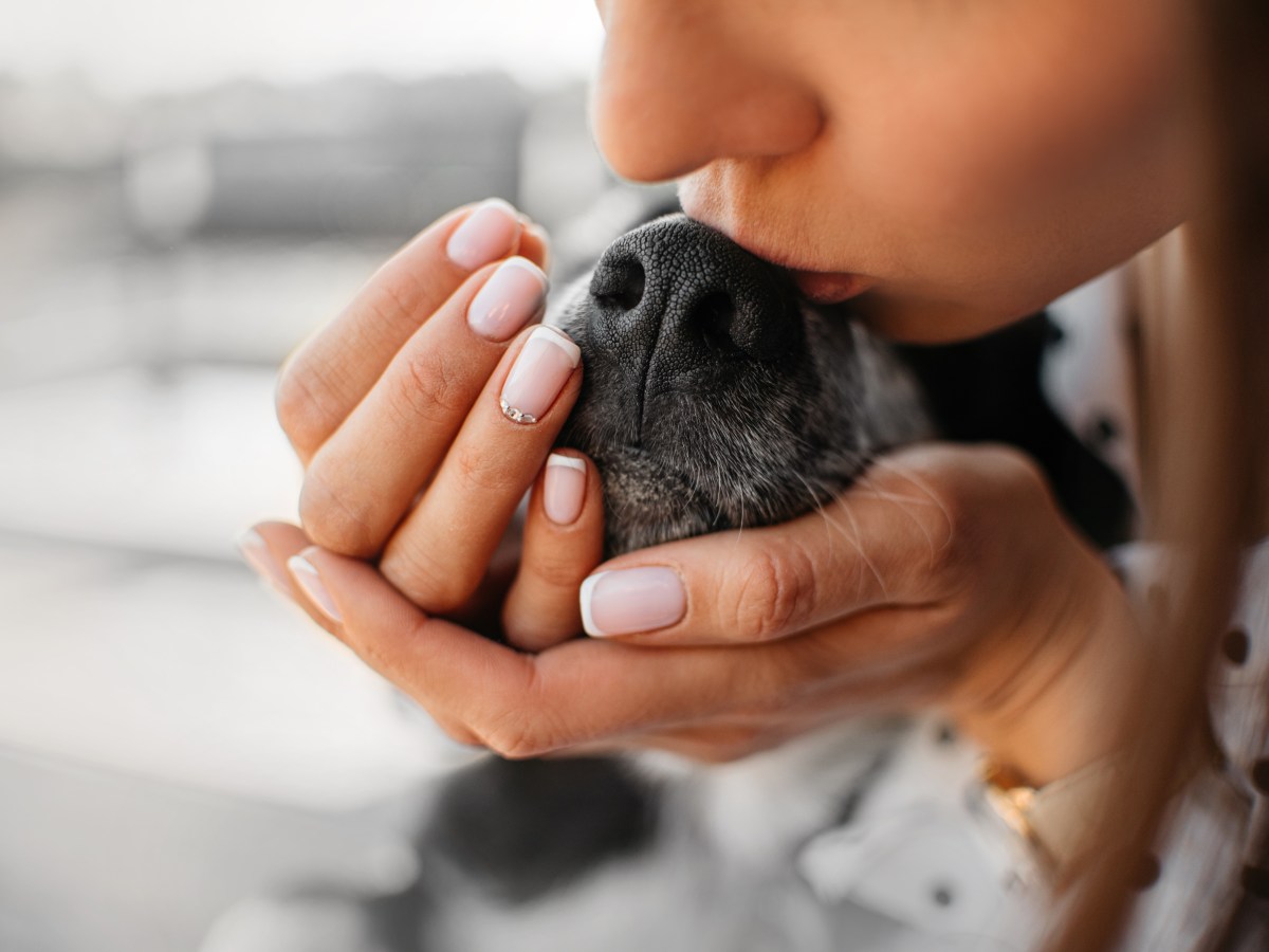 Hund verliert den Geruchssinn: Diese dramatischen Folgen hat es