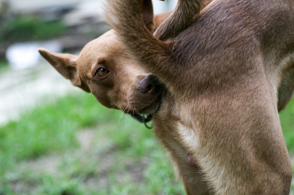 Hund schnüffelt am Po