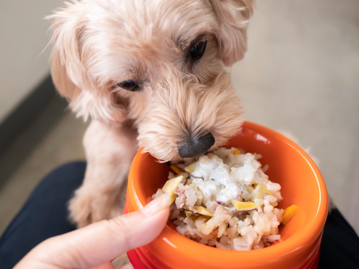 Magen-Darm: Diese beliebte Schonkost ist für Hunde richtig schädlich