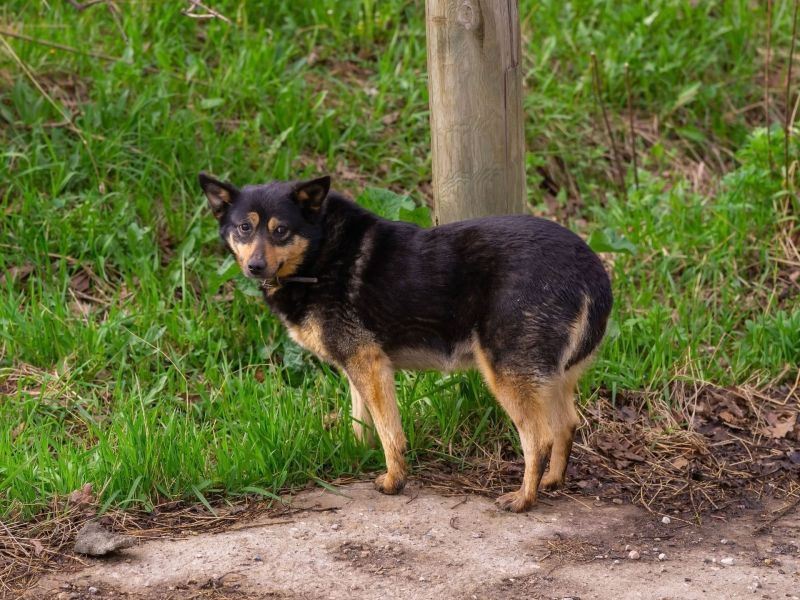 Hund mit eingezogenem Schwanz