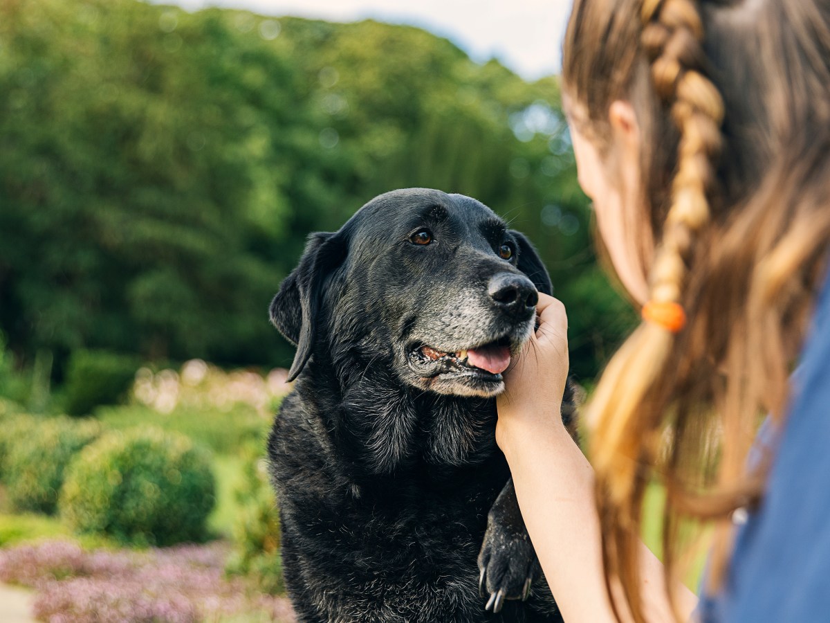 Lebenserwartung Hund: Wissenschaftlicher Test zeigt, wie lange dein Hund noch zu leben hat