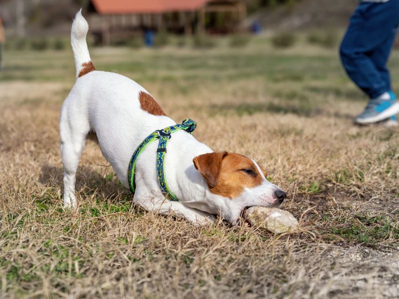 Hund Stein