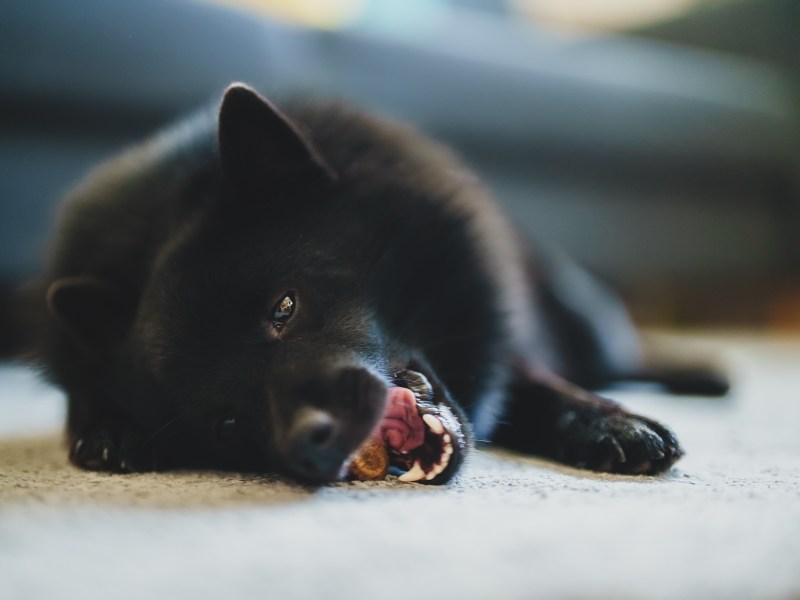 Hund isst Futter auf Teppich