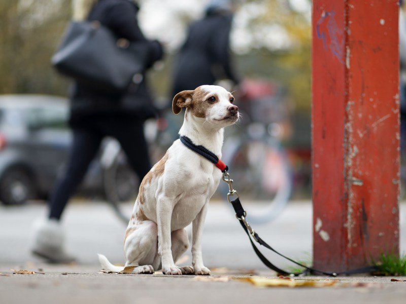 Ausgesetzter Hund