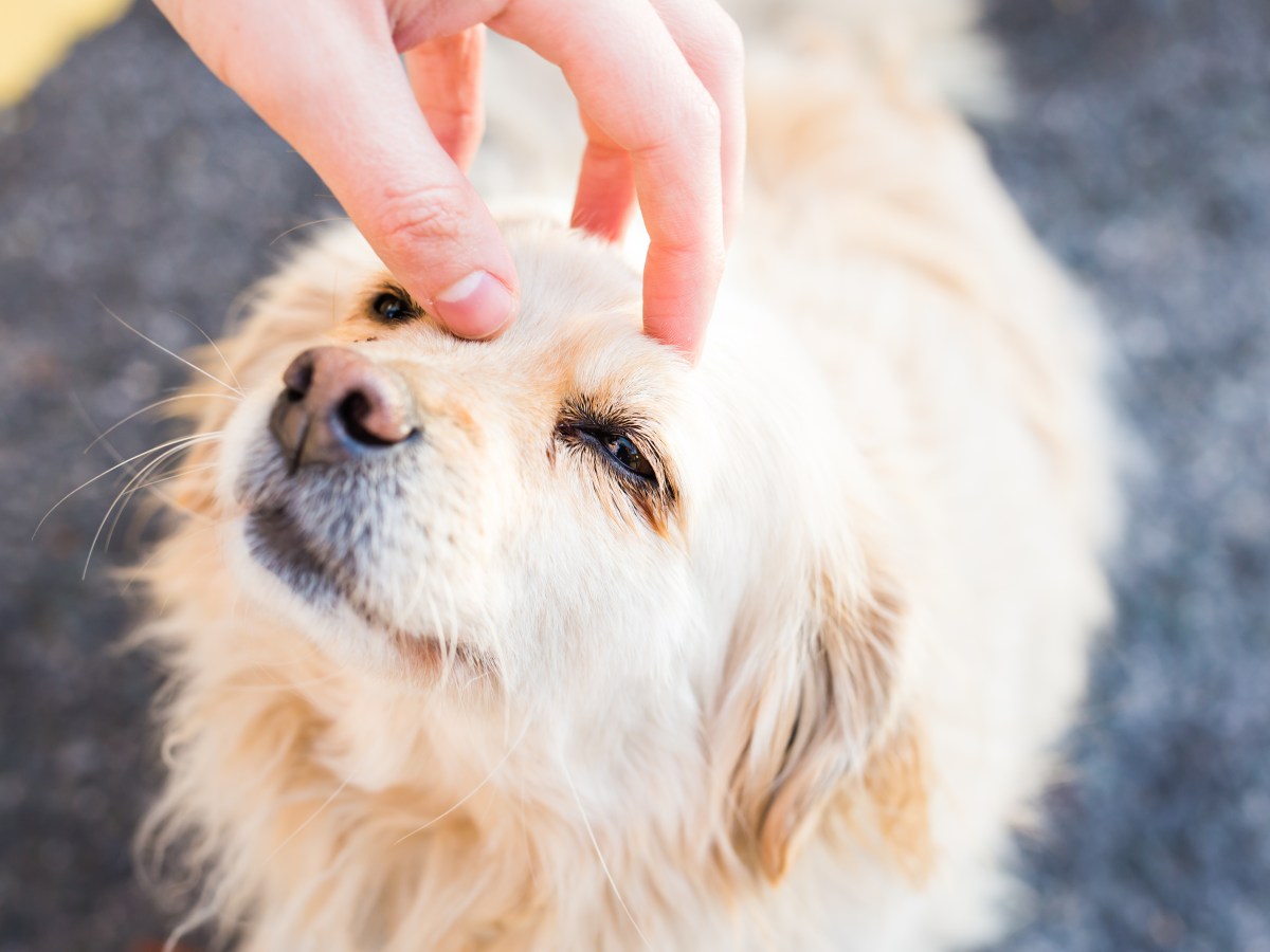 Dein Hund will nicht gestreichelt werden: So fragst du richtig nach Erlaubnis