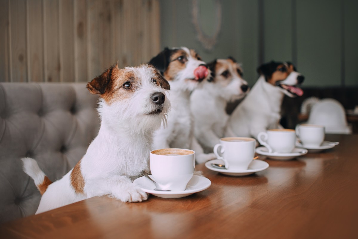 Hunde Café