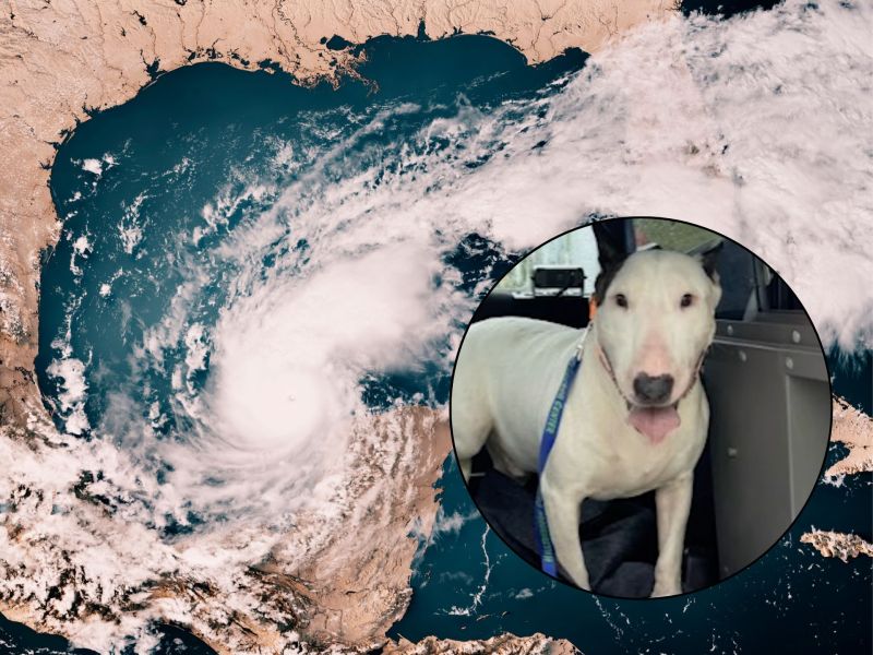 Hurrican Milton Hund