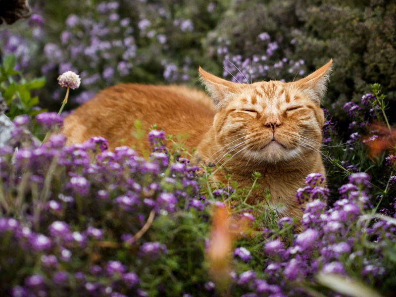 Katze liegt in einem Meer aus lila Blumen