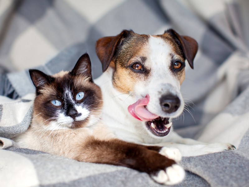 Katze und Hund liegen auf einer Decke