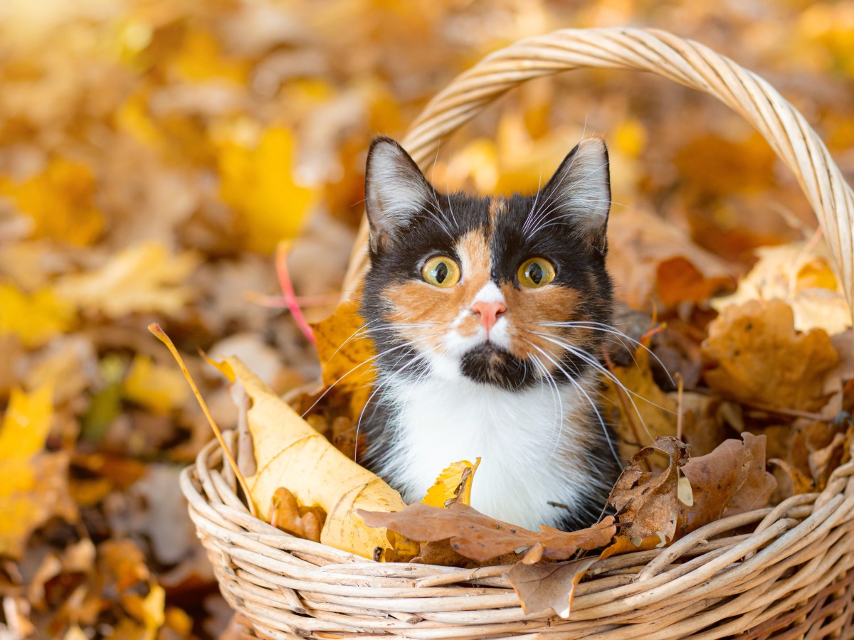 Katze will im Herbst nicht raus: Probiere diese einfachen Tricks