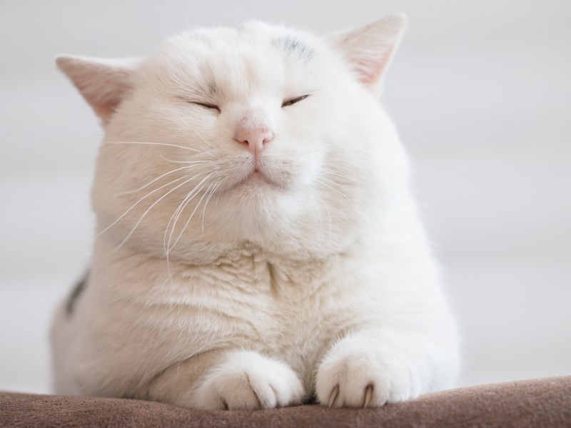 Weiße Katze sitzt mit geschlossenen Augen