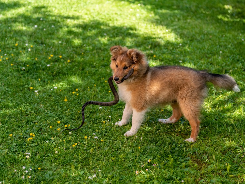 Hund mit Schlange im Maul