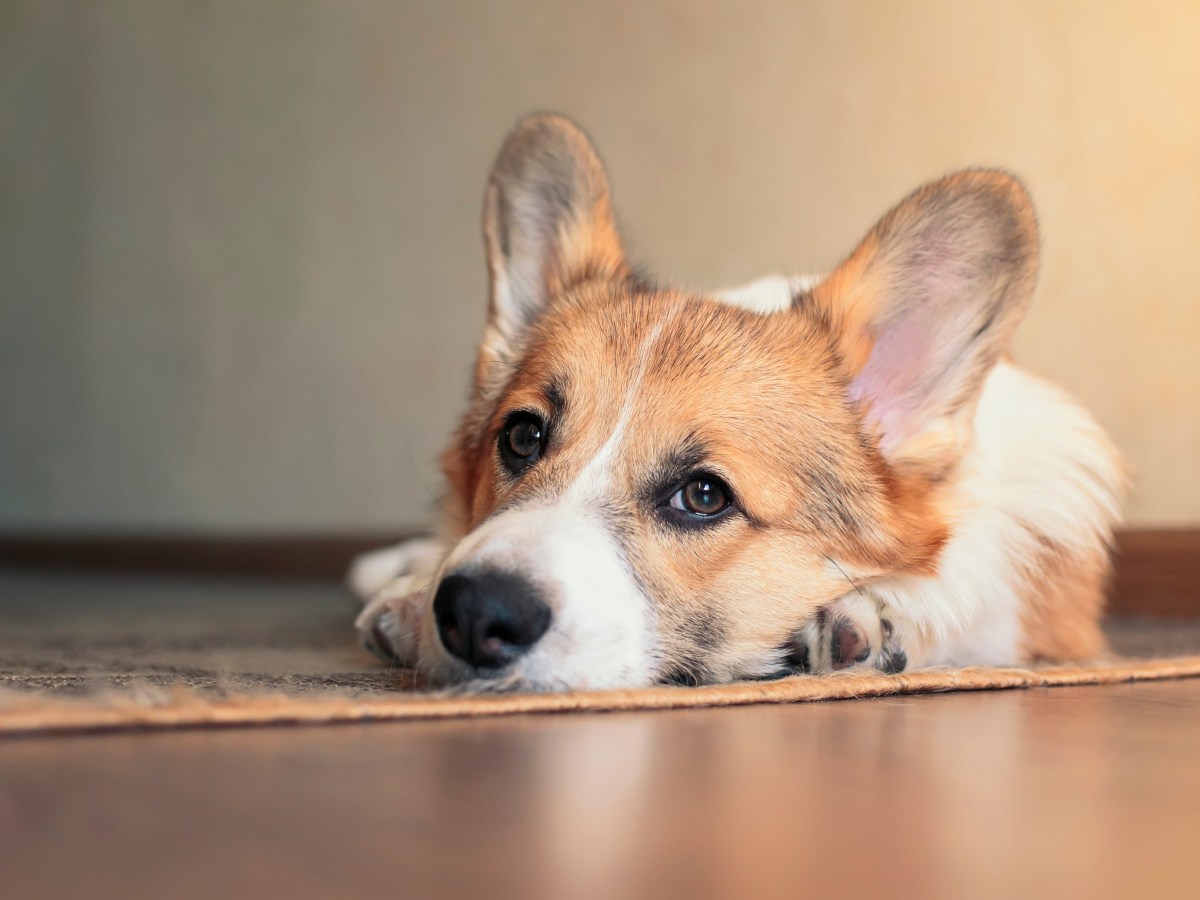 Hund einschläfern: Wie sich Erben gegen den letzten Willen ihres Vaters wehren