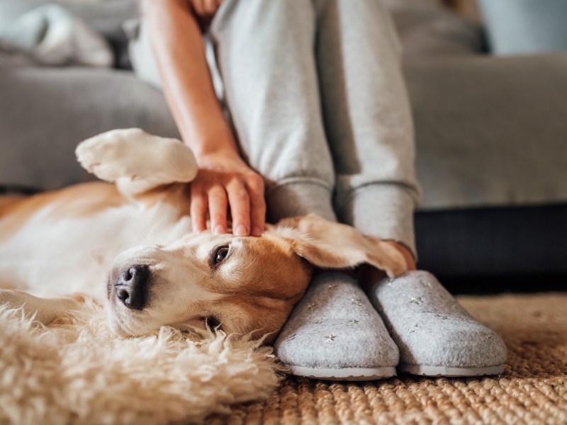 Hund Wirbel im Fell