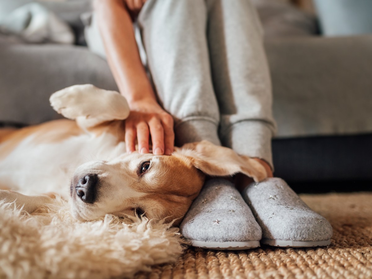 Wirbel im Fell: Das spricht dafür, dass dein Hund Schmerzen hat