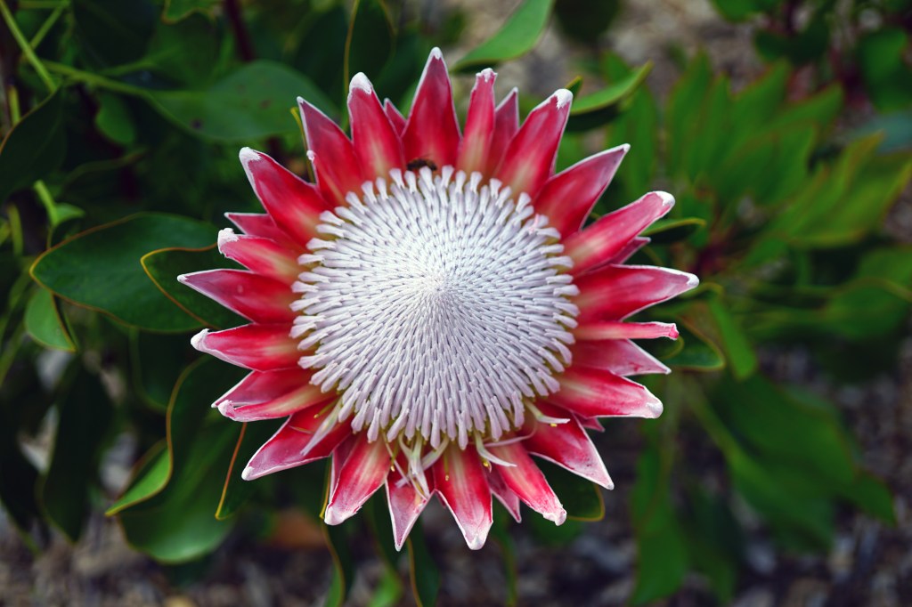 Der Kirstenbosch National Botanical Garden in Südafrika.