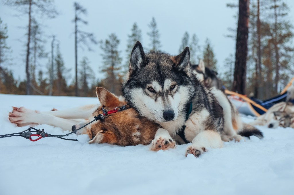 Wer schon immer einmal eine Schlittenfahrt mit Huskys machen wollte, ist auf der Huskyfarm genau richtig.