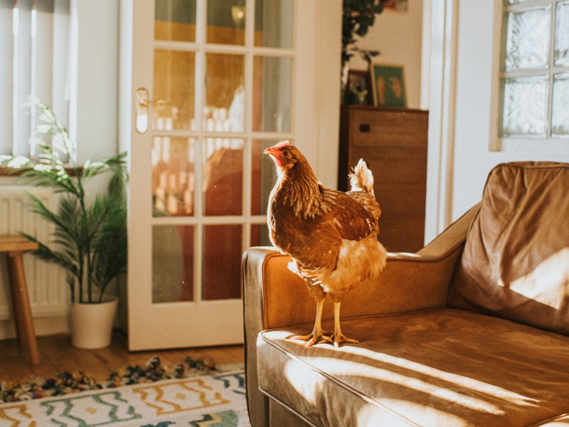 Airbnbs in Deutschland: Die schönsten Unterkünfte für ein "Wilde-Hühner-Wochenende".