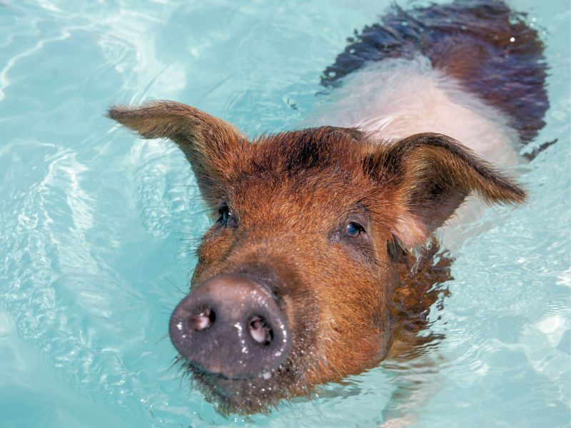 Schwein in Wasser