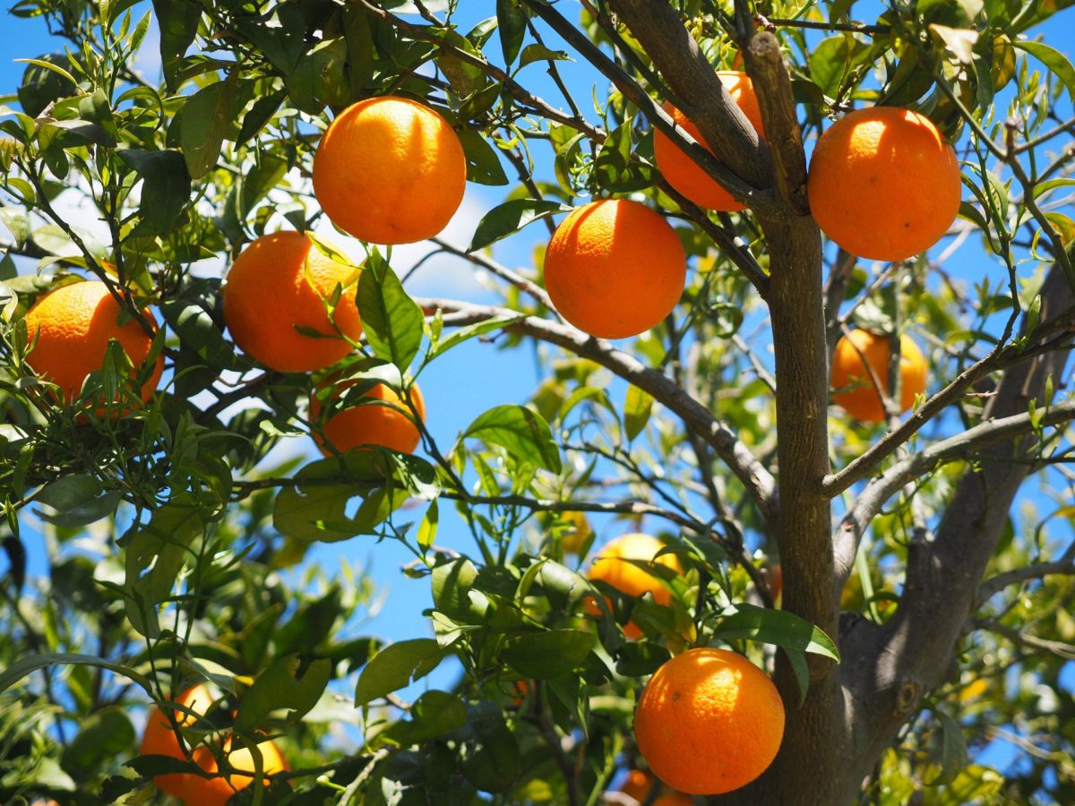 Besser als Aperol? Dieser Likör macht dem Klassiker Konkurrenz