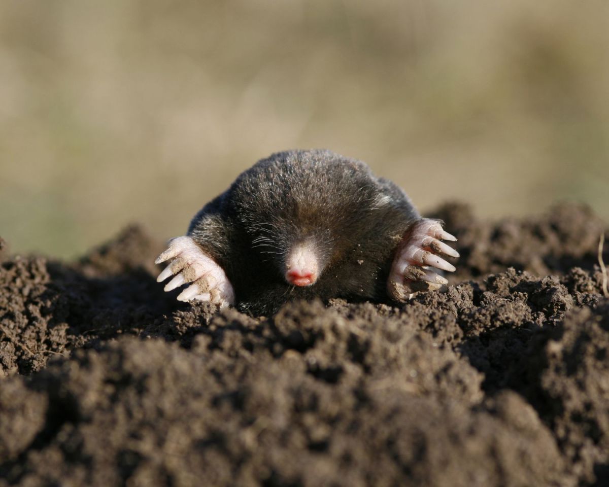 Maulwurf schaut aus einem Maulwurfhügel hervor